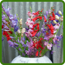 Penstemon Container Plant