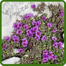 Saxifraga Drought Tolerant Ground Cover Plants