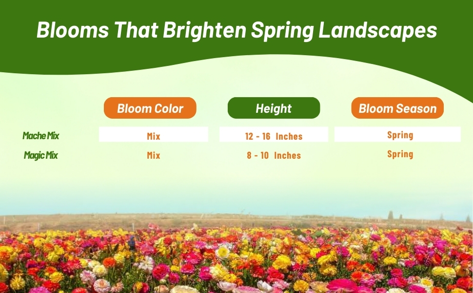 Ranunculus Bloom Time, Season, & Plant Height Chart