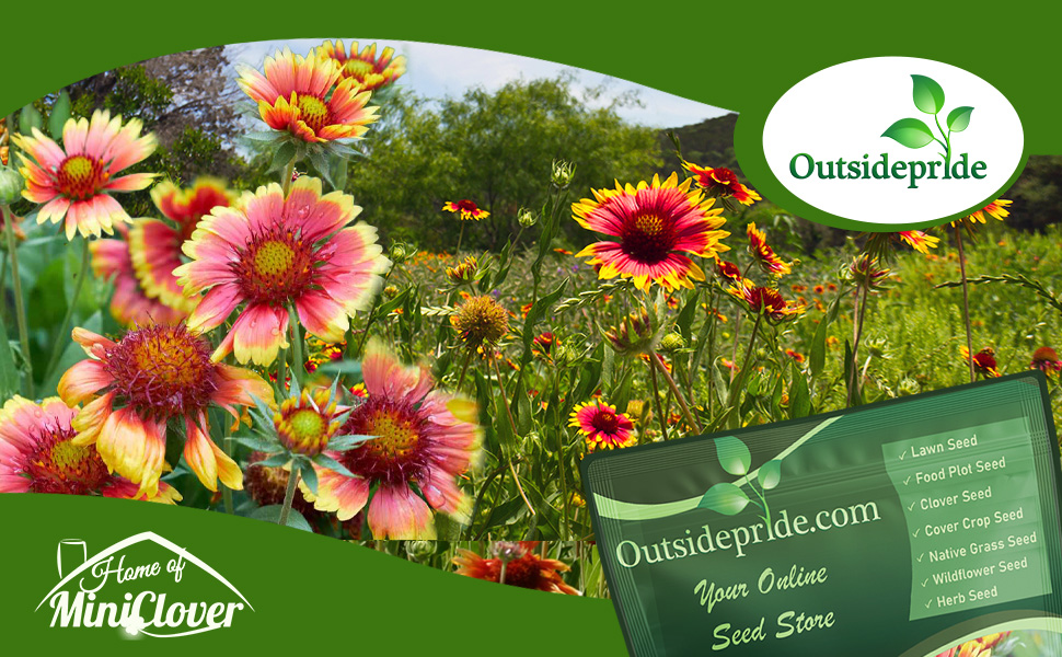 Gaillardia Aristata Blanket Flower Garden