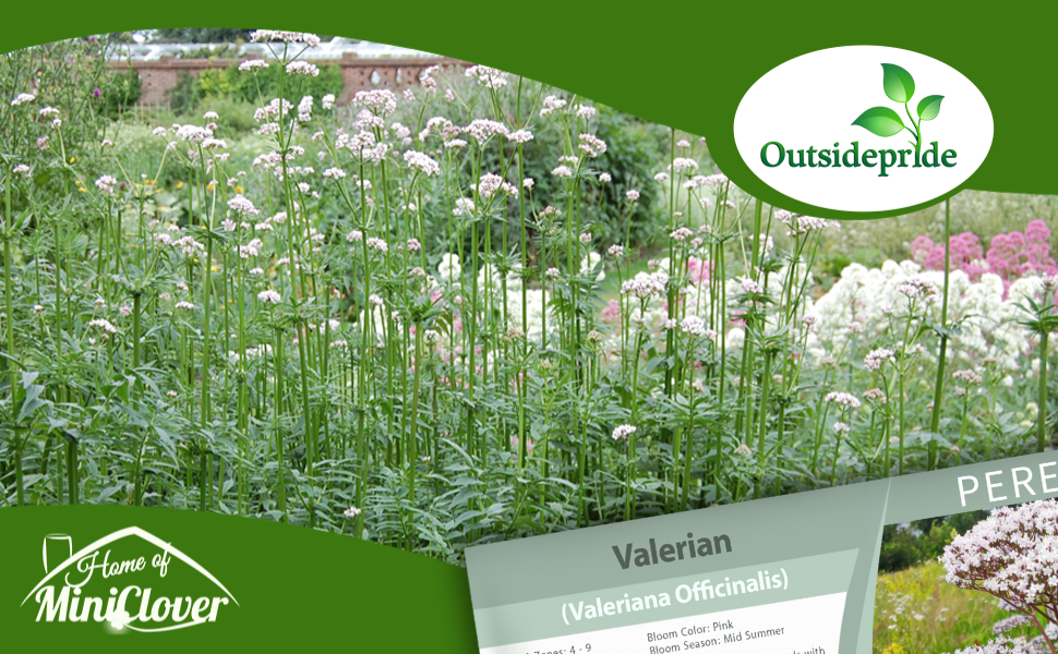 Valerian Herb Plant Seeds