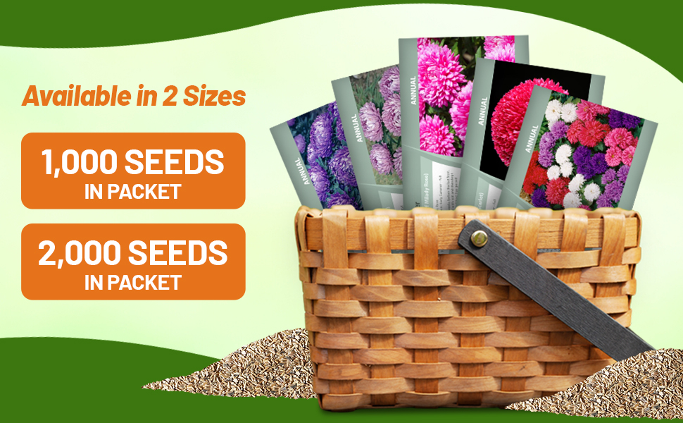 Callistephus Dwarf Milady Aster Seed Packets For Planting