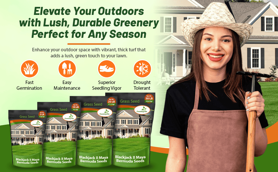 Maya (Blackjack II) Bermuda Lawn Grass Seed For Planting