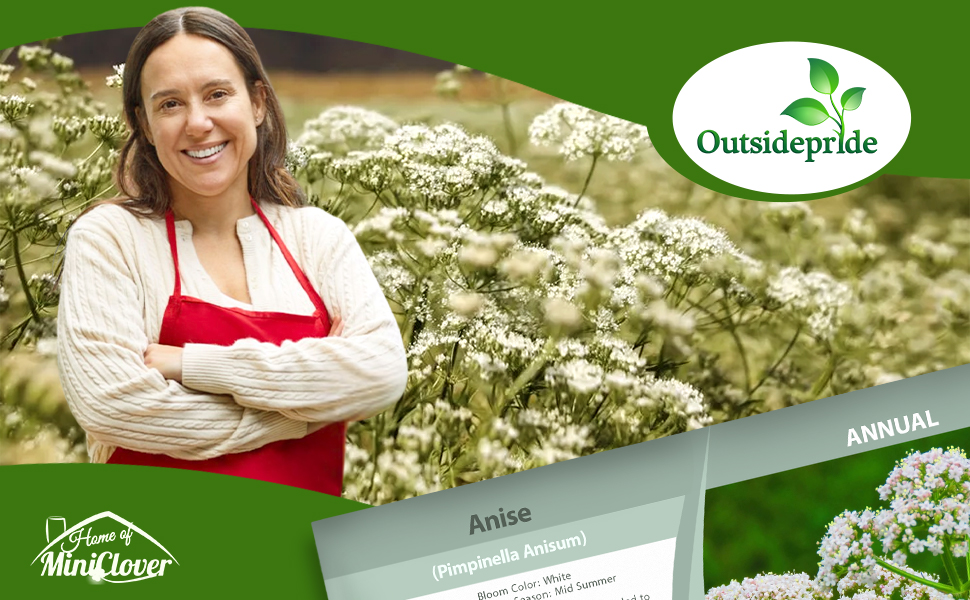 Anise White Flowering Herb Garden Plant