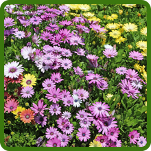 Beautiful Perennial Osteospermum African Daisy Flowers
