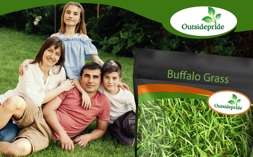 Buffalo Grass Lawn Seeds