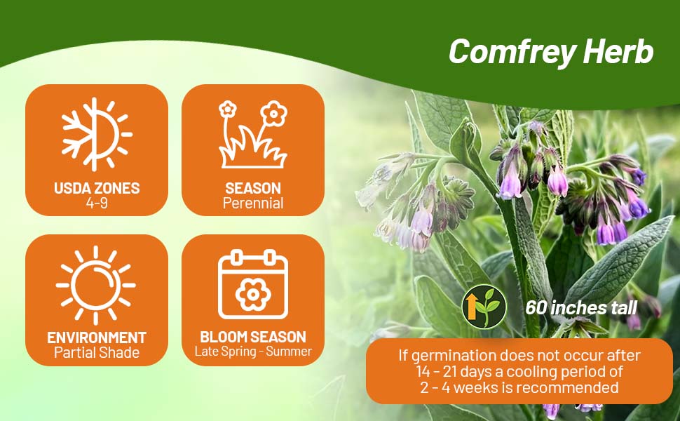 Perennial Comfrey For Partial Shade