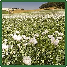 White California Poppy Wildflower Meadow