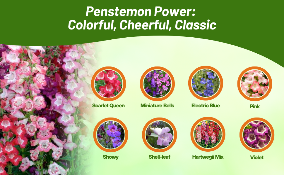 Varieties of Penstemon Flowers