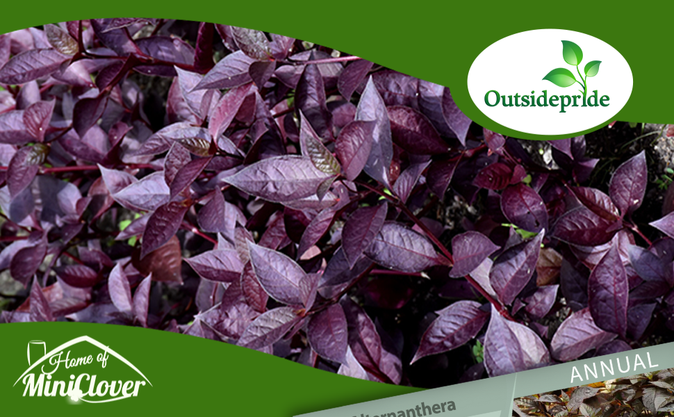 Alternanthera Purple Knight Foliage Plant
