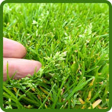 T-1 Bent Grass Competes With Poa Annua