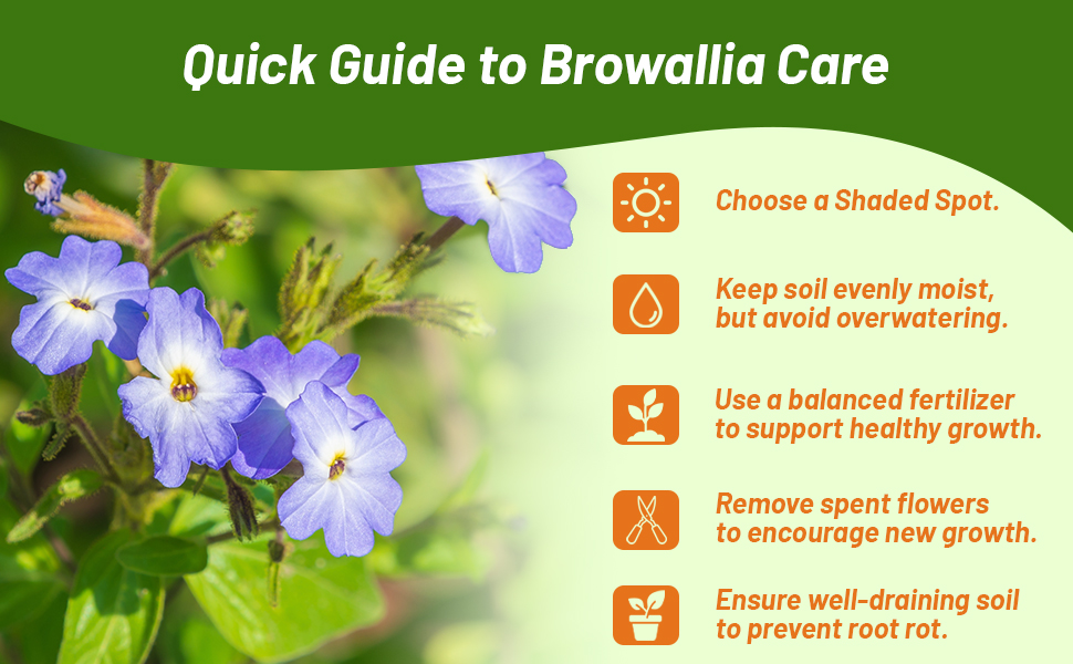 Growing Guide & Plant Care For Browalia