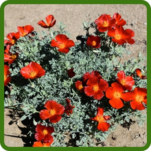 Drought Tolerant Red Chief California Poppy