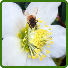 Christmas Rose Attracts Early Pollinators