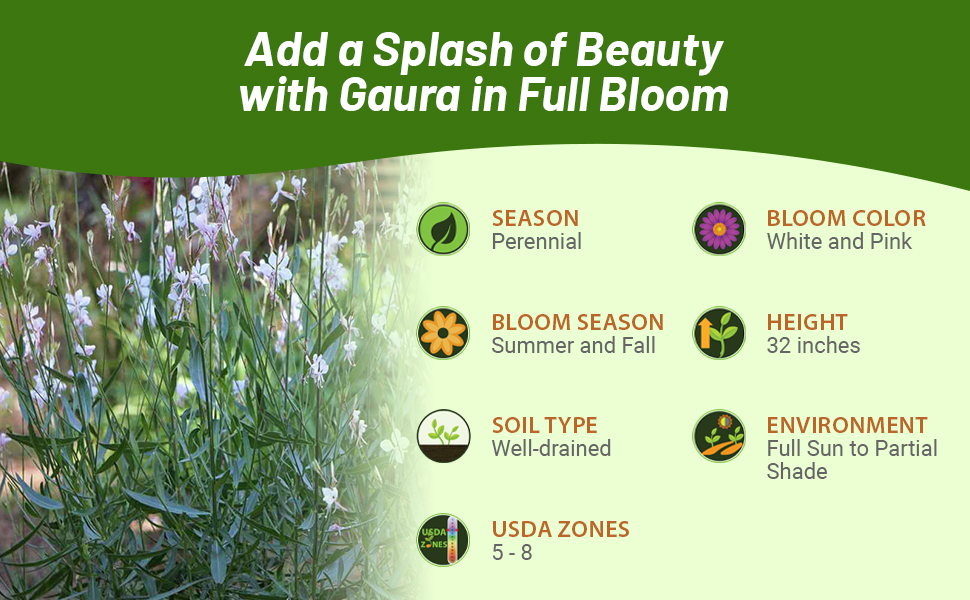 Perennial Gaura Plants Full Sun to Partial Shade