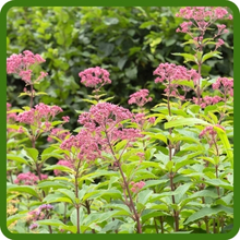 Joe Pyeweed is a Moisture Loving Perennial