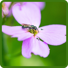 Dame's Rocket Flowers Attract Pollinators