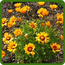 Easy to Grow Ursinia Flowers