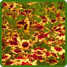 Easy To Grow Plains Coreopsis