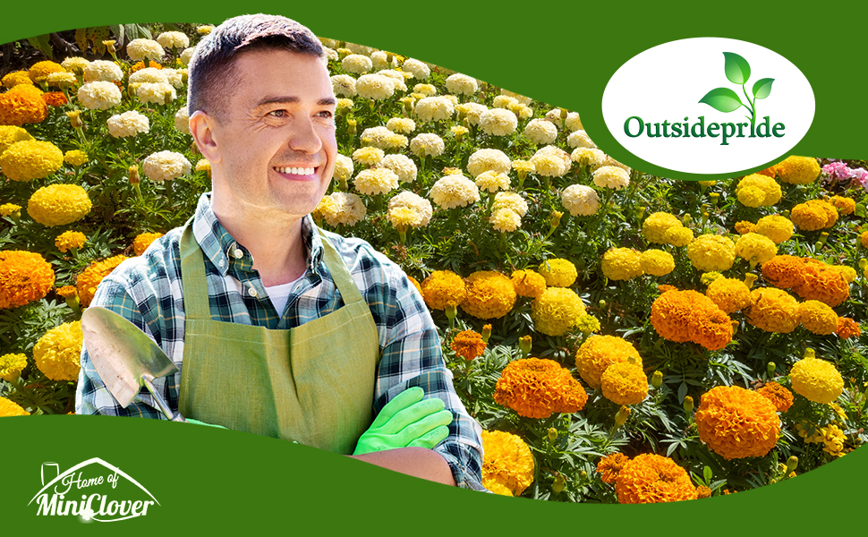 Tagetes erecta African Marigold Flower Garden