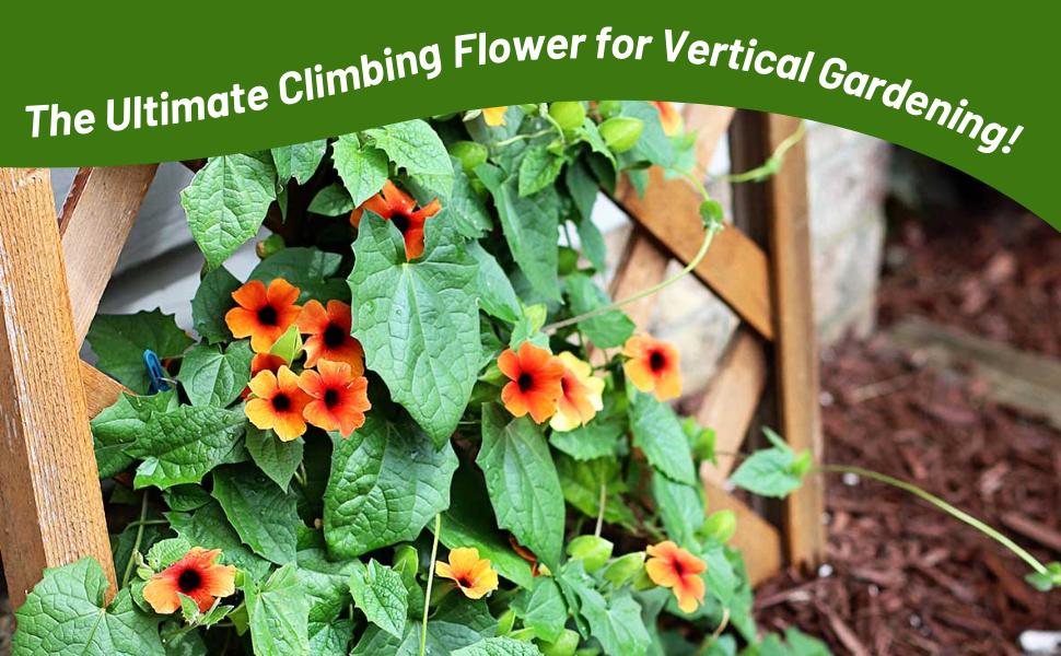 Thunbergia Black-eyed Susan Vine For Vertical Gardening