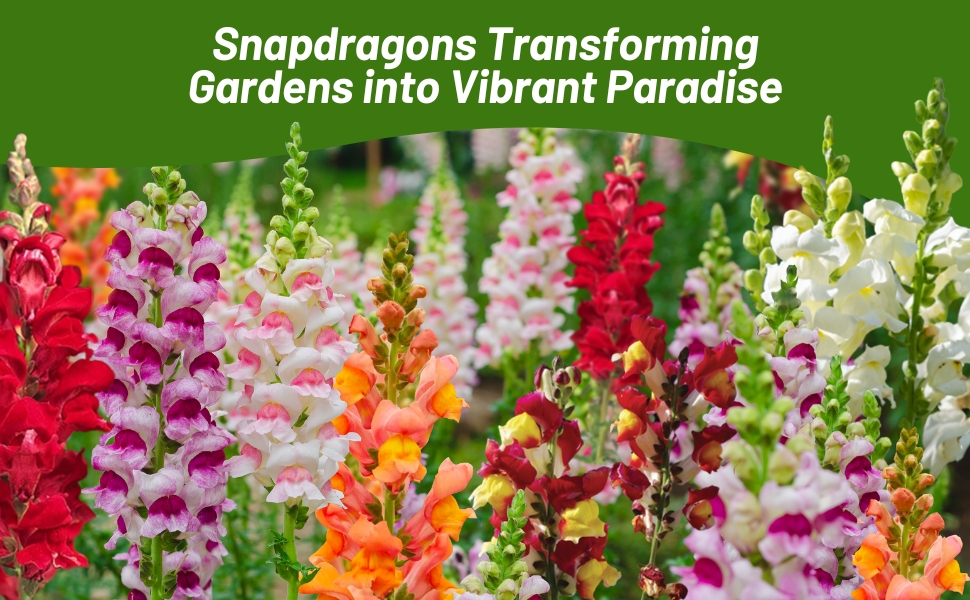 Snapdragon Flower Mixture For Landscaping