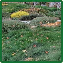 Creeping Red Fescue Dryland Cover Crop