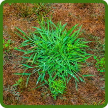 Combat Northern Lawn Grass Seed Mixture
