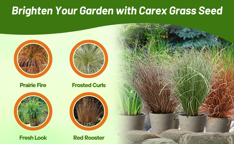 Carex Prairie Fire, Fresh Look, Frosted Curls,  Red Rooster Varieties Grown From Seeds