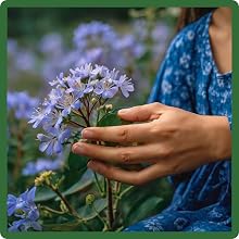 Low Maintenance Blue Cut Flowers