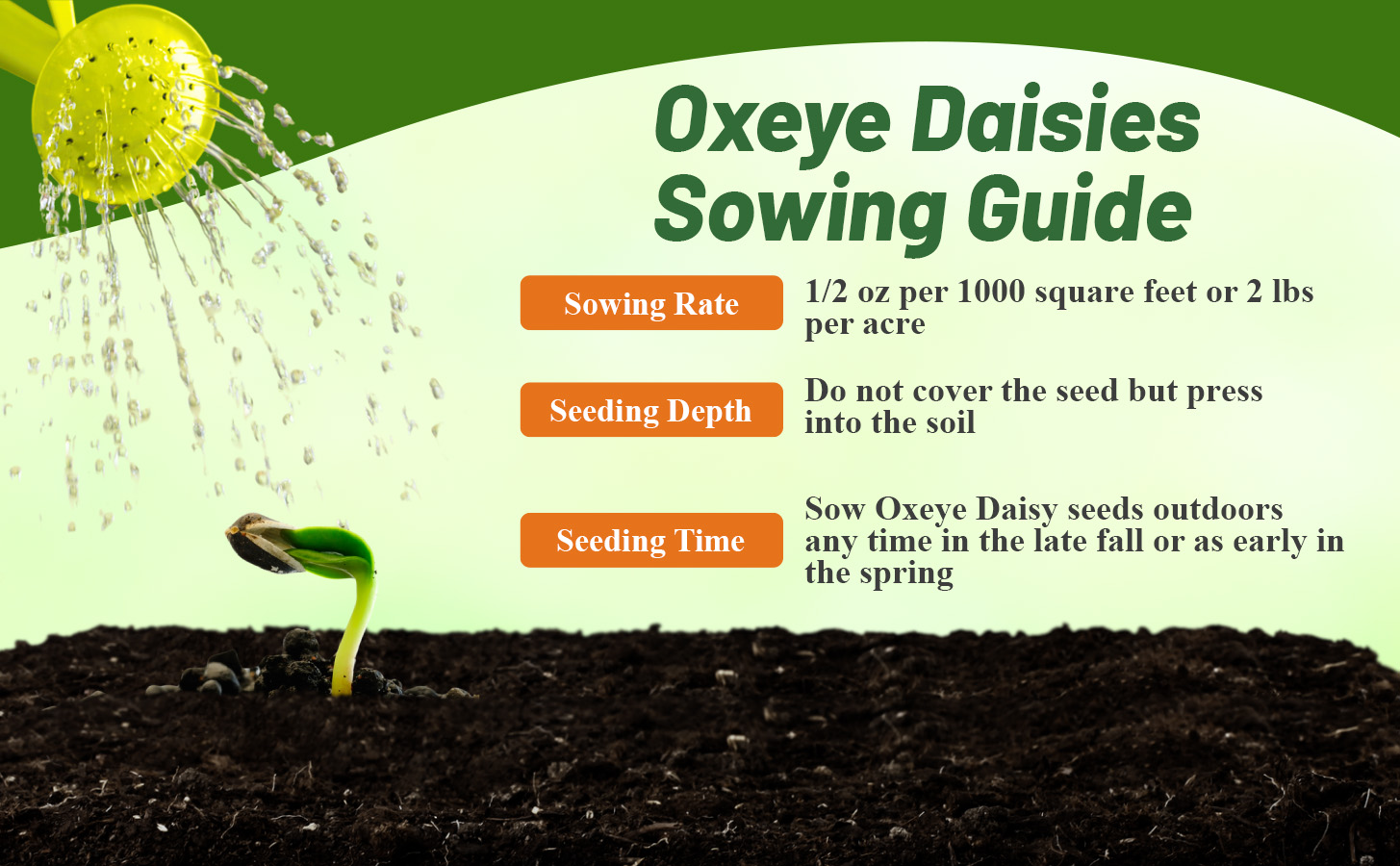 Planting Directions For Chrysanthemum Ox-eye Daisy Wildflower Seeds