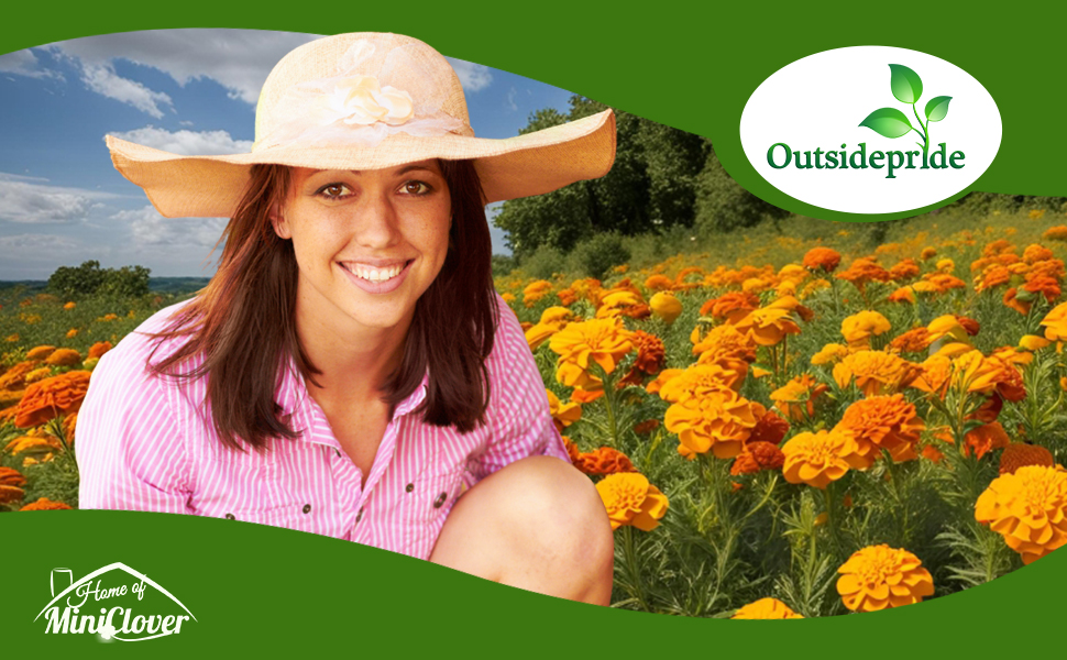 Tagetes Patula French Marigold Flower Garden With Women