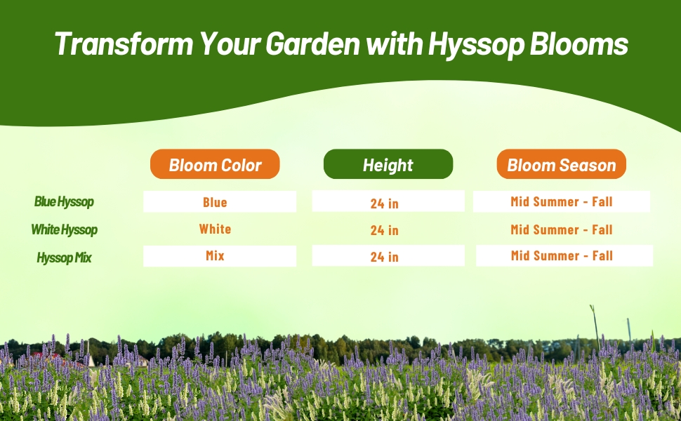Bloom Color, Season, & Height Chart of Hyssop
