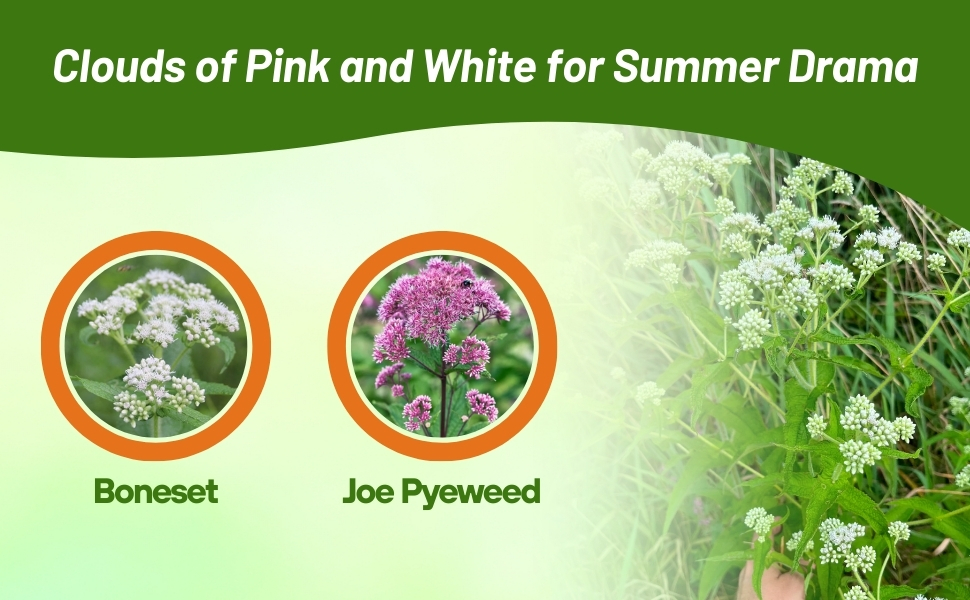 PInk & White Flowering Joe Pyeweed & Boneset Flowers
