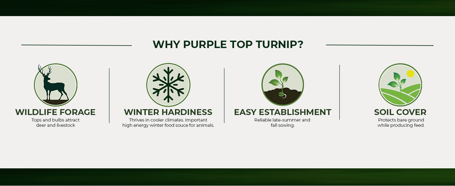 Purpletop Tunip Food Plot Seeds