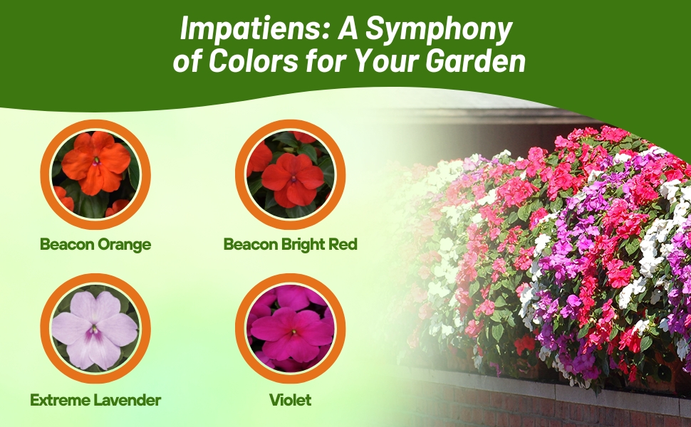 Orange, Red, Lavender, & Violet Impatiens