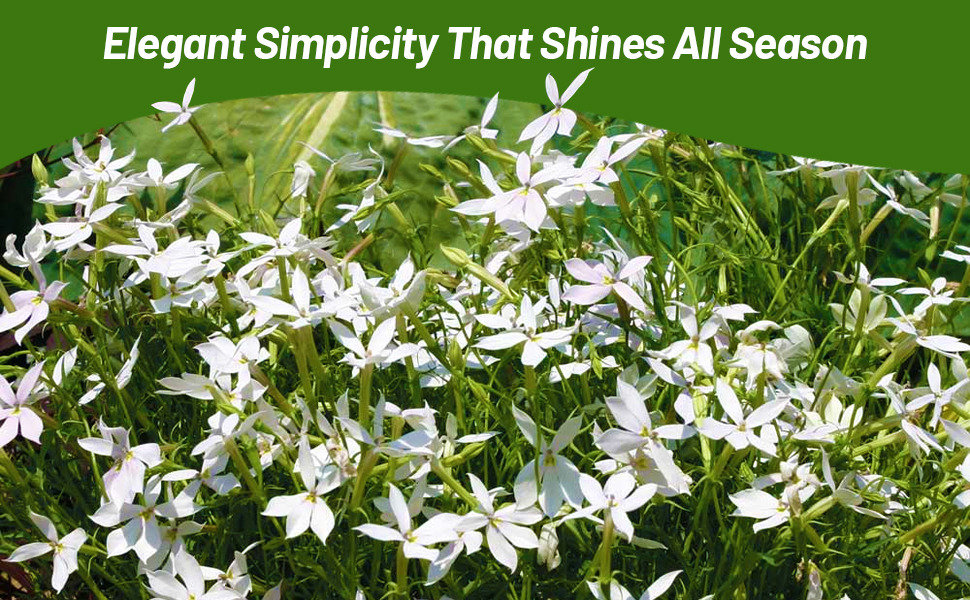 White Flowering Laurentia In Flower Garden