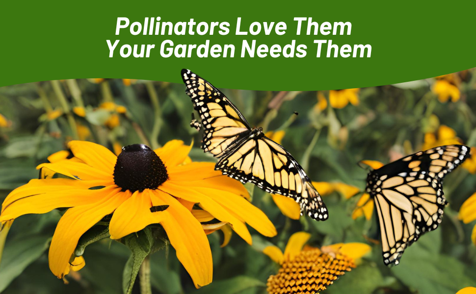 Pollinating Butterflies on Rudbeckia Hirta Black-eyed Susan Flowers