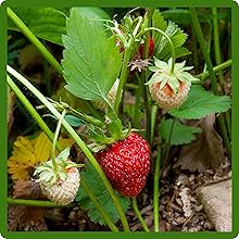 Compact Strawberry Plants