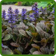 Drought Tolerant Ajuga Dwarf Ground Cover