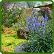 Blue Flowering Veronica Spiked Speedwell