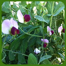 Austrian Winter Peas Vines  
