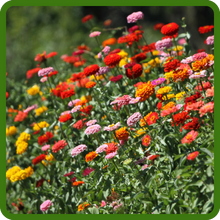 Long Bloom Season of Zinnia Dahlia