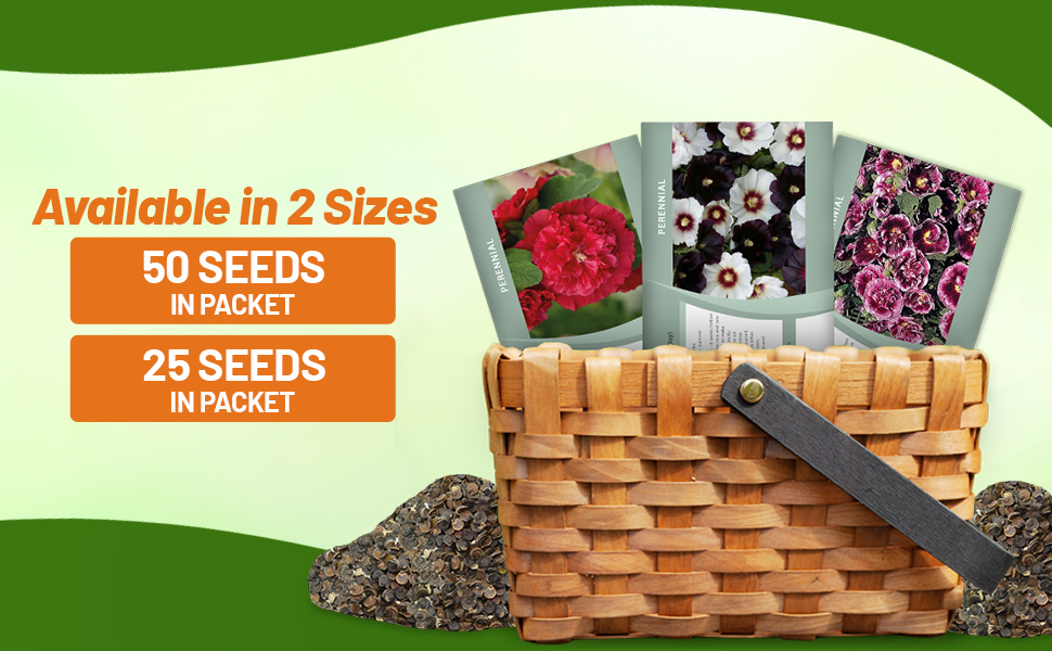Alcea Rosea Hollyhock Flower Seed Packets