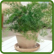Drought Tolerant Sprengeri Asparagus Fern Container Plant