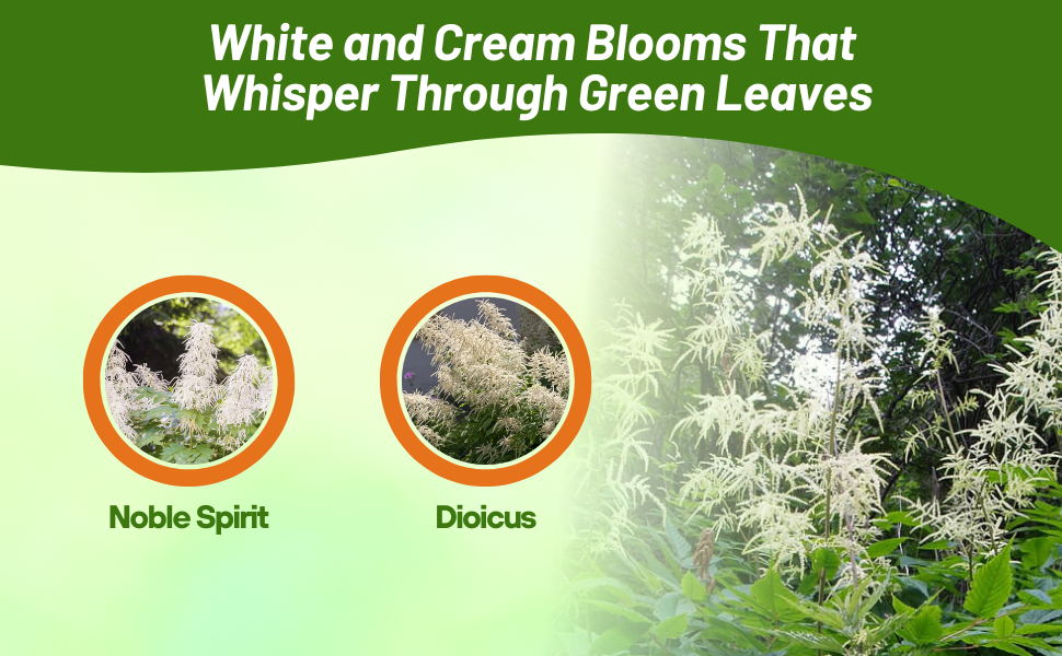 Aruncus Goat's Beard Noble Spirit Flowering Plant