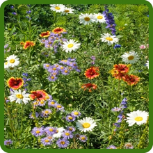 Diverse Flower Selection For Mountain Wildflowers