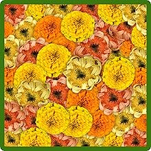 Compact Growth Habit of Tagetes erecta African Marigold Plants