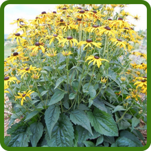Rudbeckia Gloriosa Daisy Indian Summer