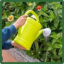 Watering Cosmos Bipinnatus Sensation Flower Garden